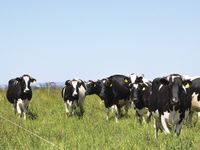 La agroindustria local concluyó 2022 con buenos números