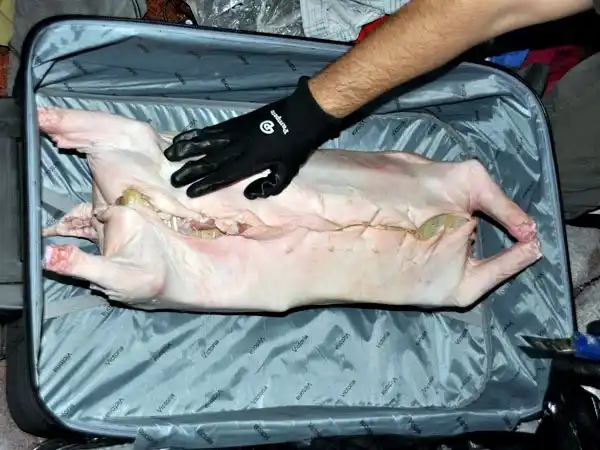 Hallan 14 kilos de marihuana dentro de un cerdo faenado