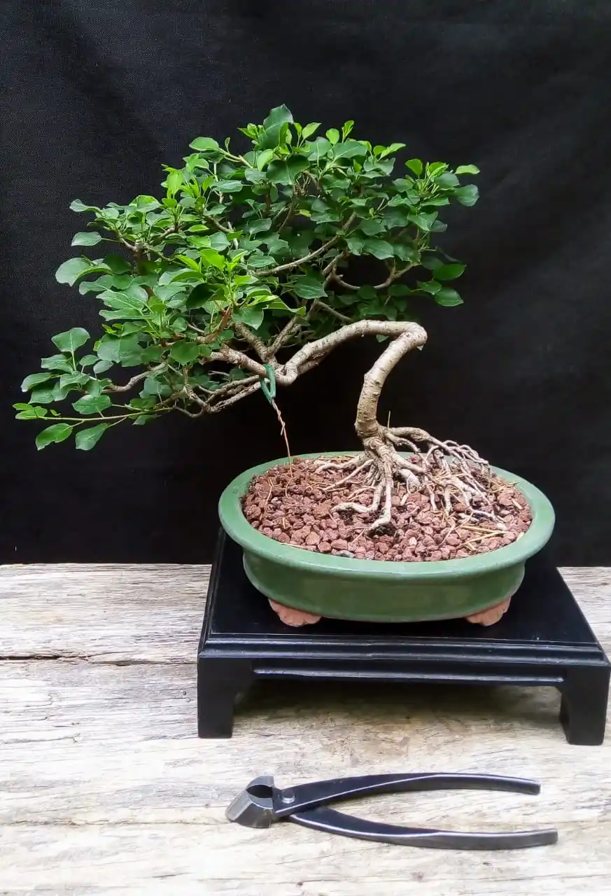 bonsai - 2