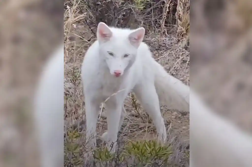 Se trata de un zorro albino, que asombra por su imponente color blanco y su extrañeza.