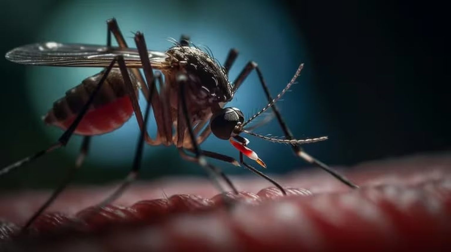 El dengue es una enfermedad causada por un virus, que en nuestro país se transmite a través de la picadura de un mosquito: el Aedes aegypti.