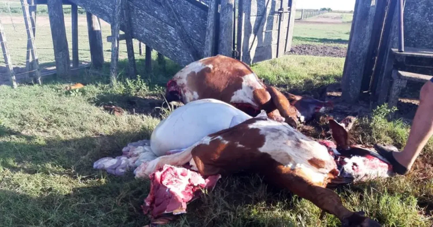 Los productores sienten hartazgo por los constantes robos en sus campos.