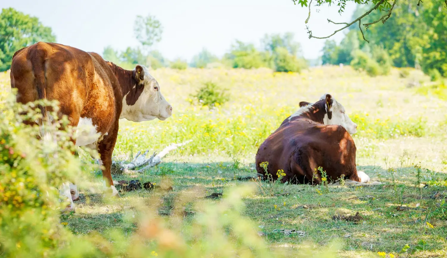 Hay disponibilidad de nuevas líneas de crédito en valor producto para el sector ganadero