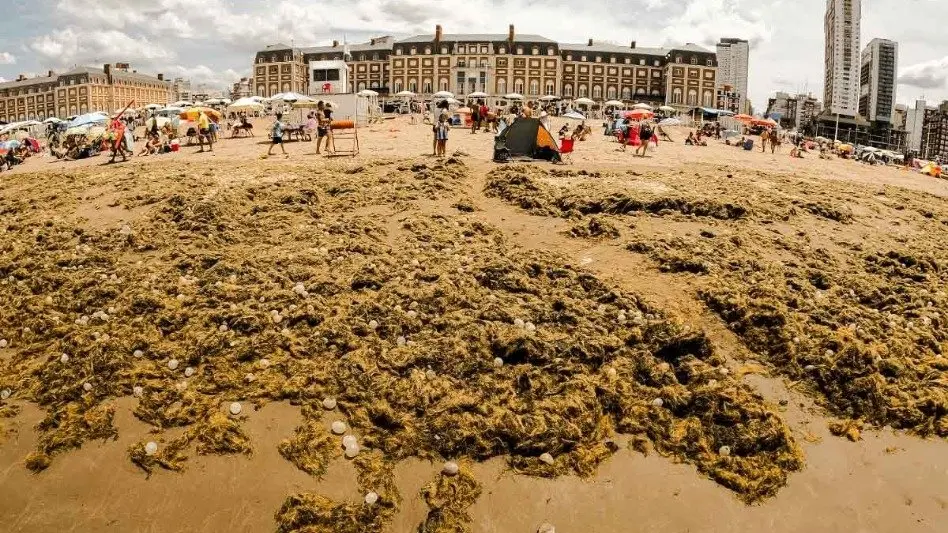 Aparición de algas y caracoles en la Playa Popular: "Lo importante es que la gente no los rompa y los devuelvan al mar"