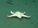 Capturan por primera vez imágenes de una estrella de mar en movimiento