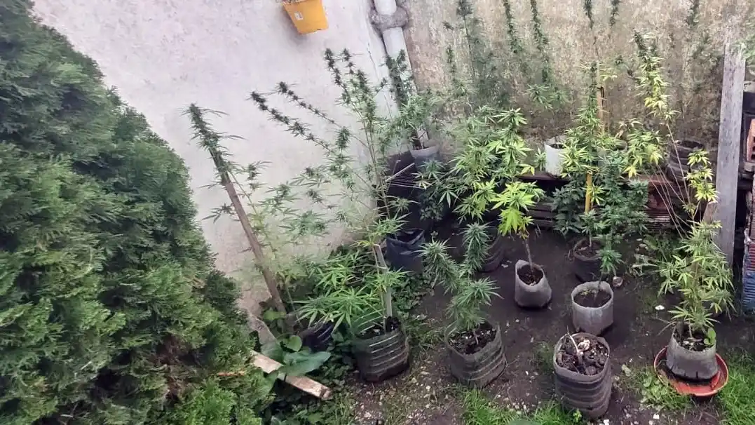 Plantación. De marihuana hallada en un patio externo de la casa de uno de los involucrados