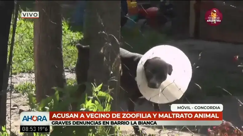 Concordia: denuncian que un vecino droga y abusa de perros