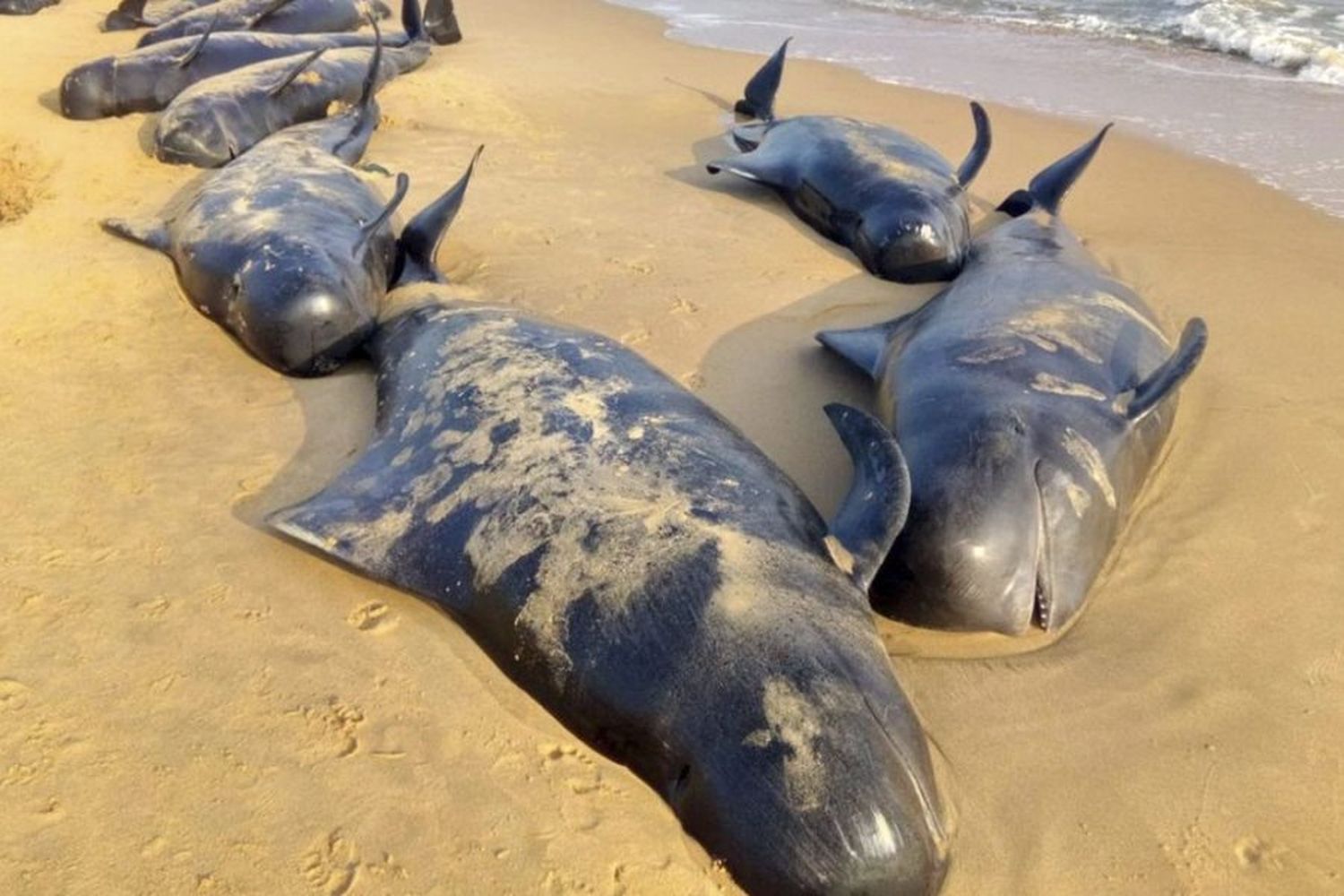 Murieron 200 ballenas al quedar varadas en la costa de Tasmania