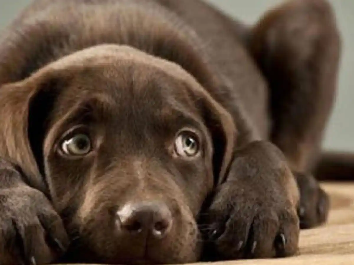 Claves para cuidar a las mascotas en las fiestas: aislarlas del ruido, no retarlas y poner música de fondo
