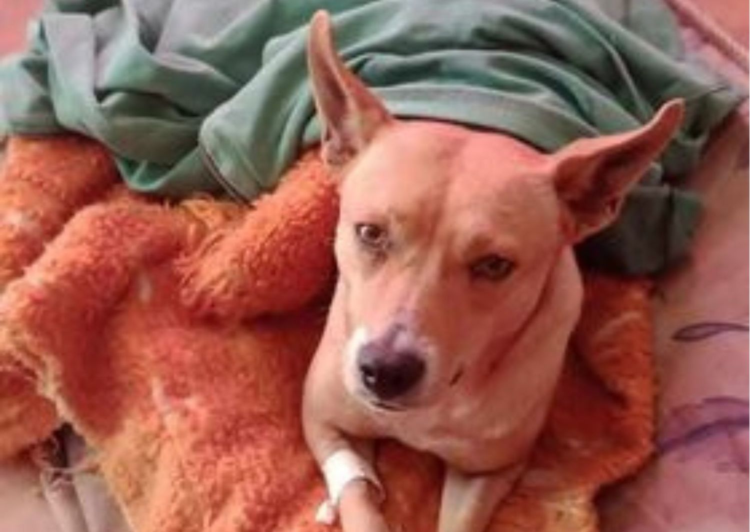 Perrita perdida: buscan a Lara