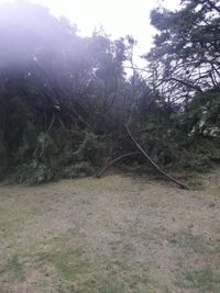 Los fuertes vientos derribaron 10 árboles en el Tandil Golf Club
