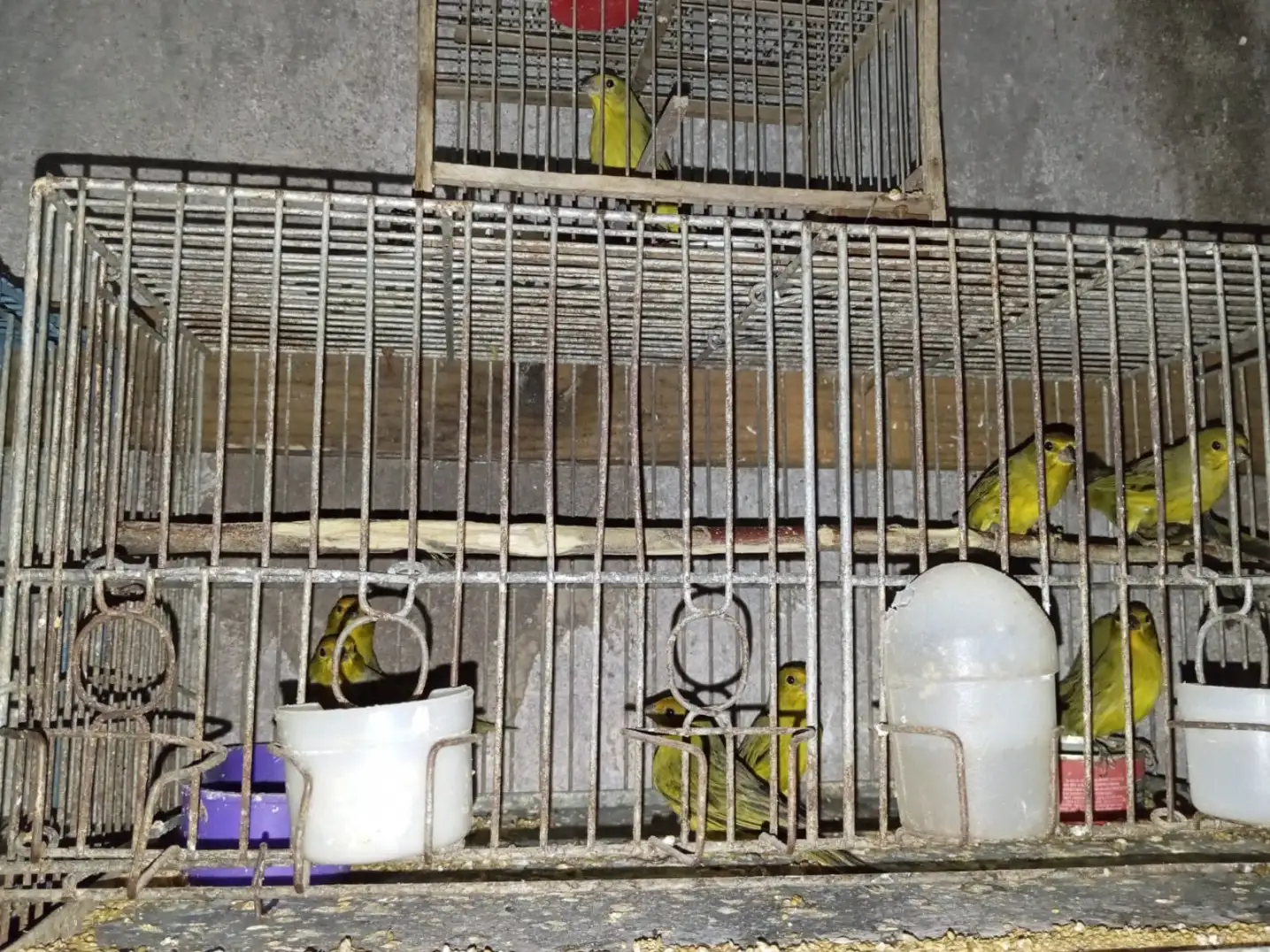 animales silvestres - 2