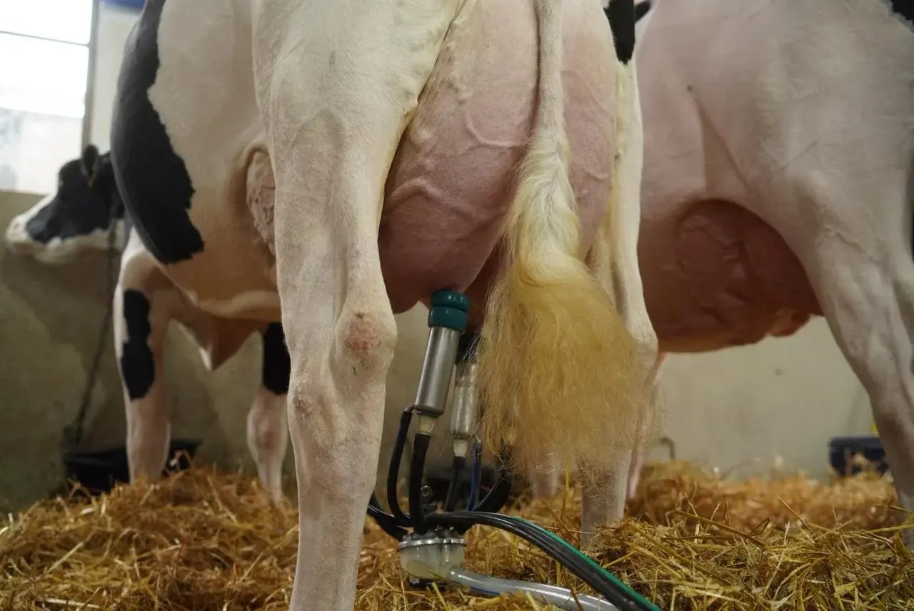 Maite se consagró en el 105° Concurso de Vacas Lecheras rozando los récords históricos