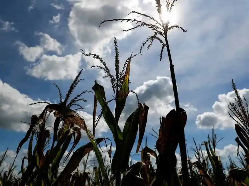 Arranca el 4º Congreso Internacional de Maíz 2025 en Rosario.