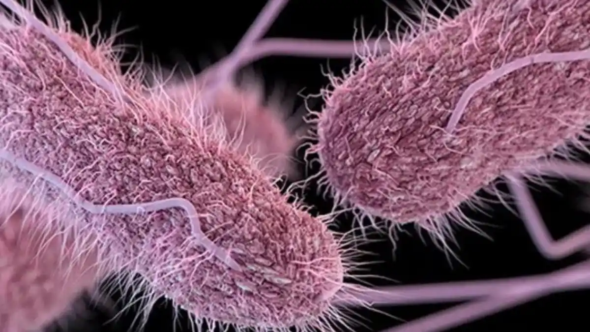 Advierten fuerte BROTE DE SALMONELA en Aragua, registrados 5 fallecidos y más de 60 enfermos