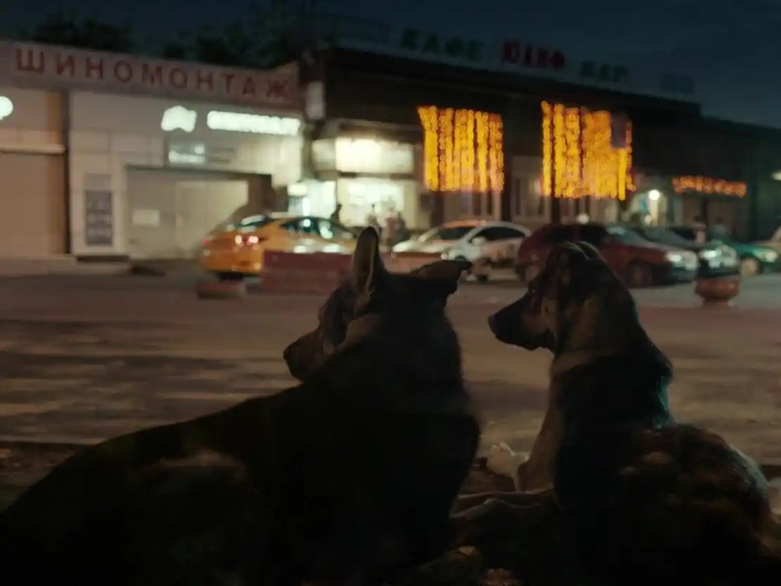 Comenzará un nuevo ciclo del Cineclub sobre la relación entre perros y humanos