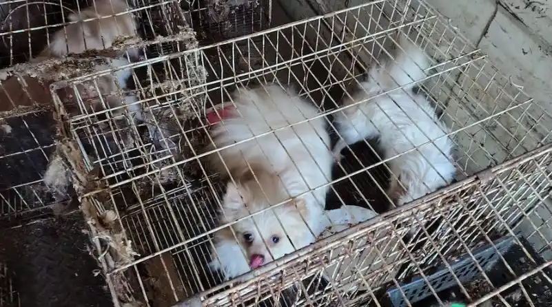 Los animales rescatados. (Policía)