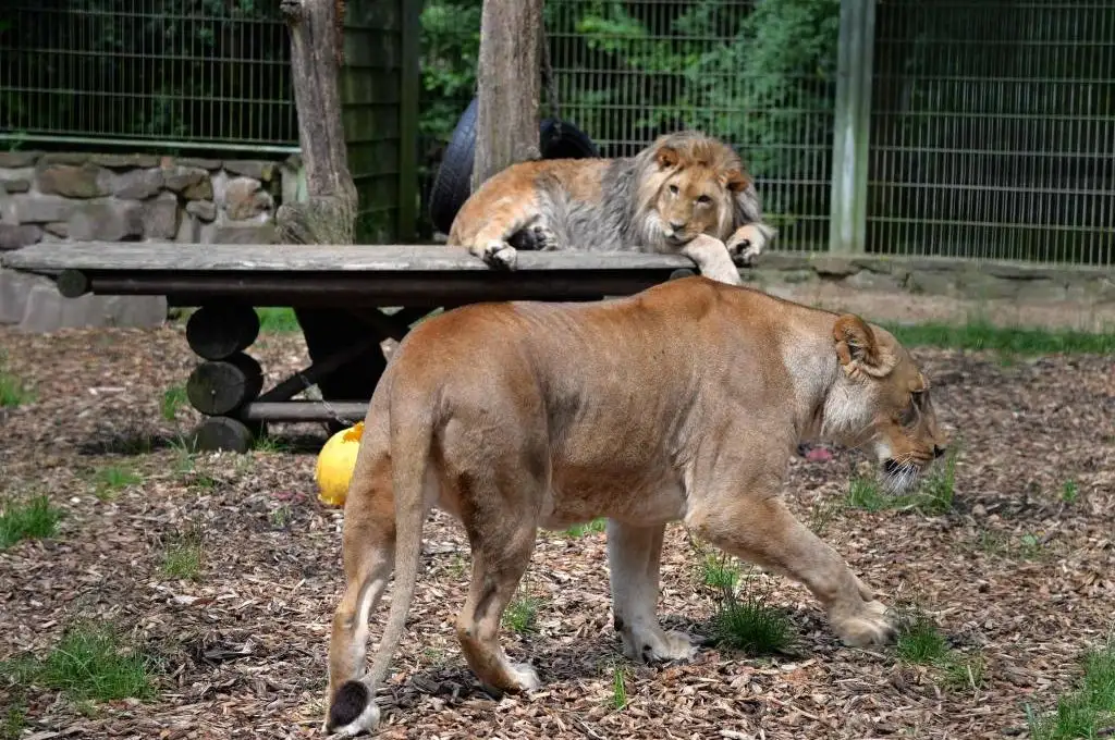 Un zoológico alemán propone sacrificar animales para alimentar a otros
