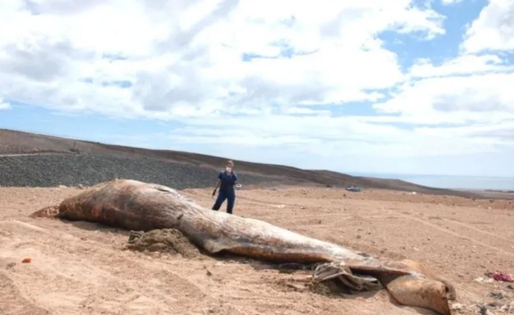 Encuentran multimillonario tesoro dentro de una ballena