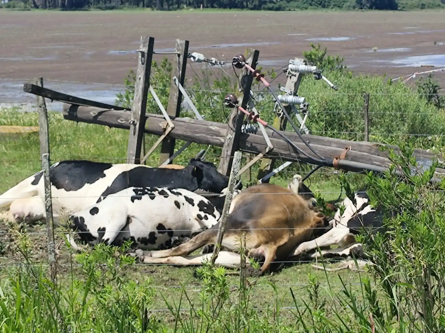 Los animales quedaron al lado de los postes caídos.