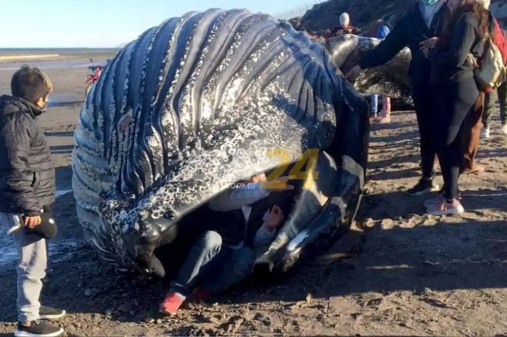 Repudiable: apareció una ballena muerta y vecinos se metieron adentro para sacarse fotos