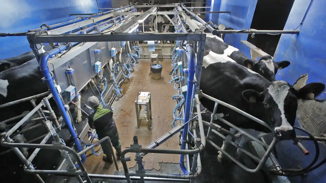 Descubren a empresas lecheras engañando consumidores