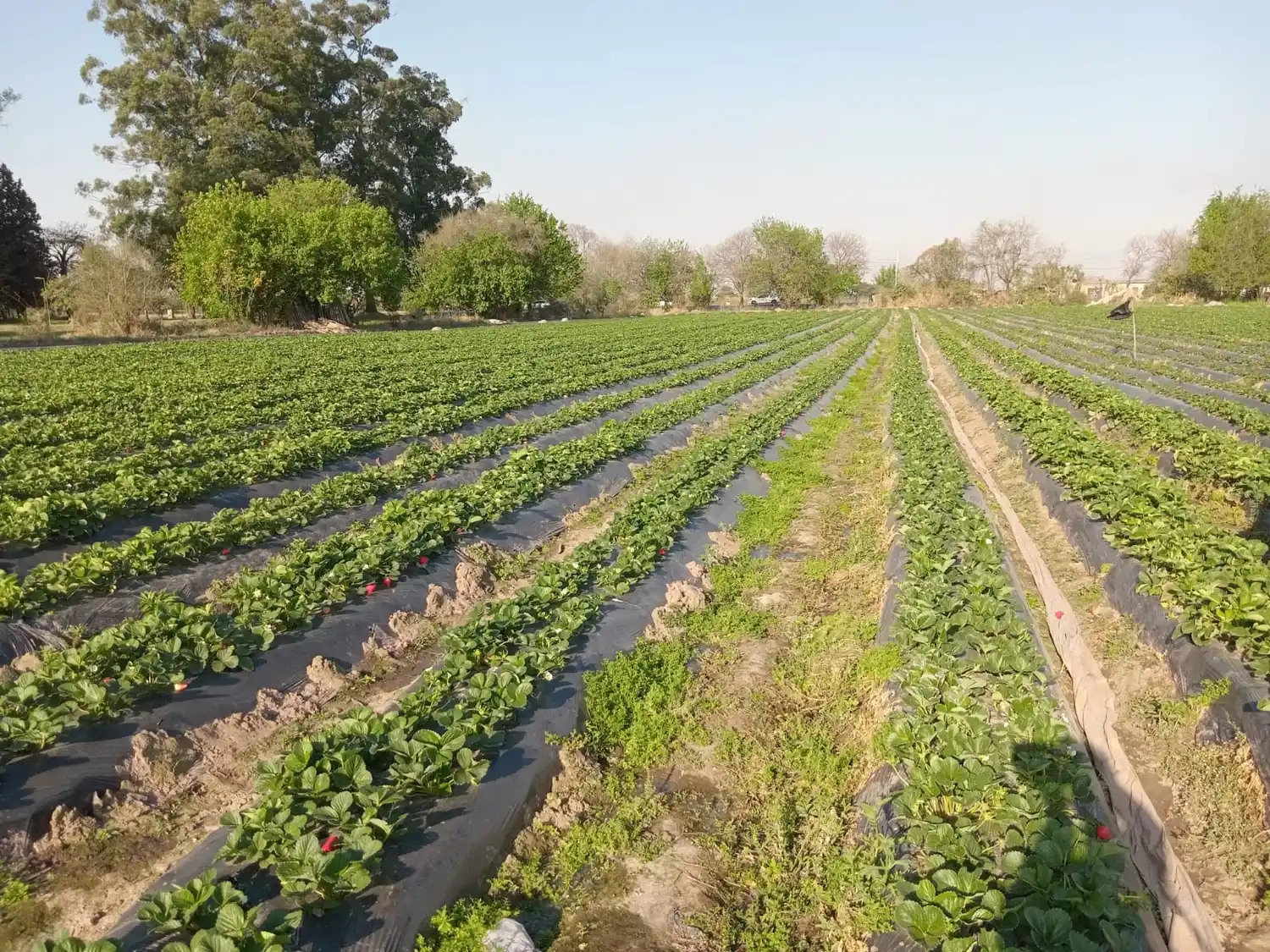 david paniggi apasionado jardinería rafaelo ingeniero agrónomo - 4
