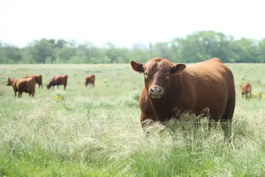 Un trabajador rural murió al defender a otro del ataque de un toro en Cerrito