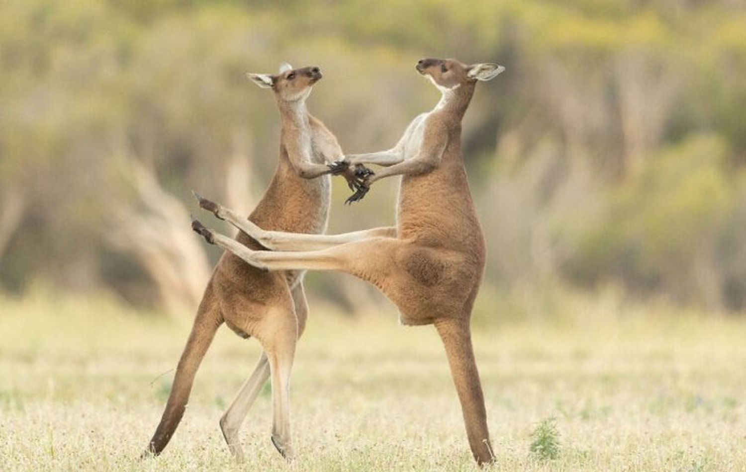 Animales varios