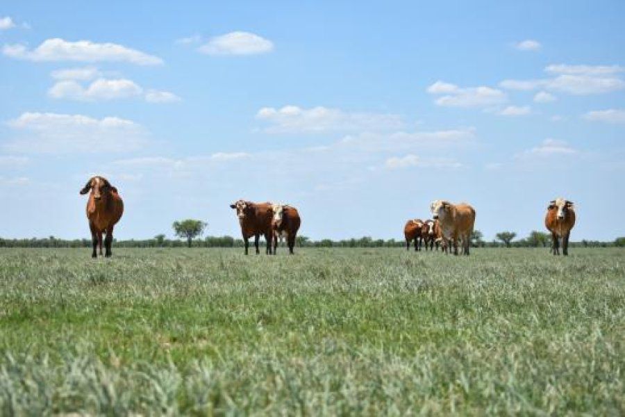 Emergencia agropecuaria: créditos por más de 126 millones de pesos a productores afectados por la sequía