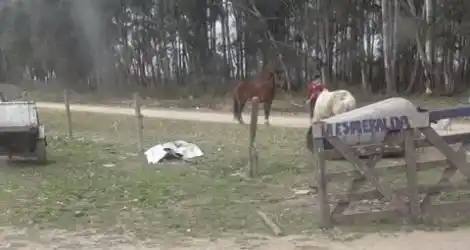 Solucionado: Aparecieron los caballos robados
