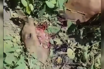 Un puma mató a un caballo y fue visto cerca de la zona urbana
