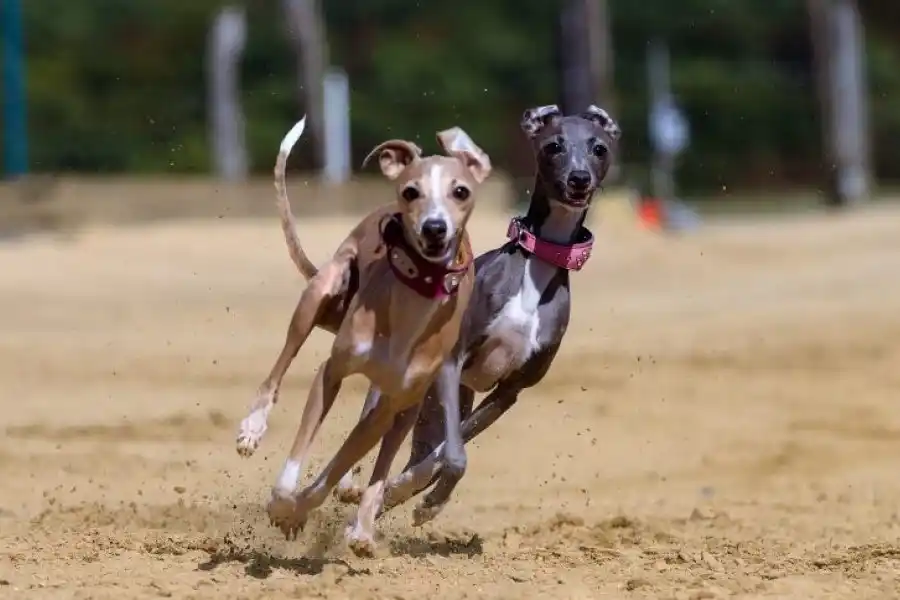 Desbarataron carrera clandestina de galgos en un campo de Aldao