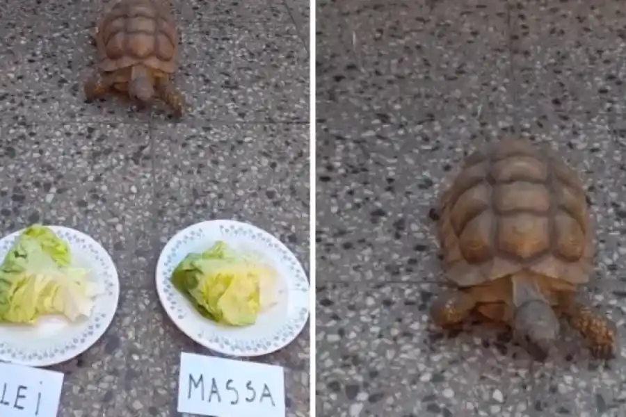 Predijo el campeonato del mundo y ahora anticipó el resultado del balotaje: ¿Quién ganaría?