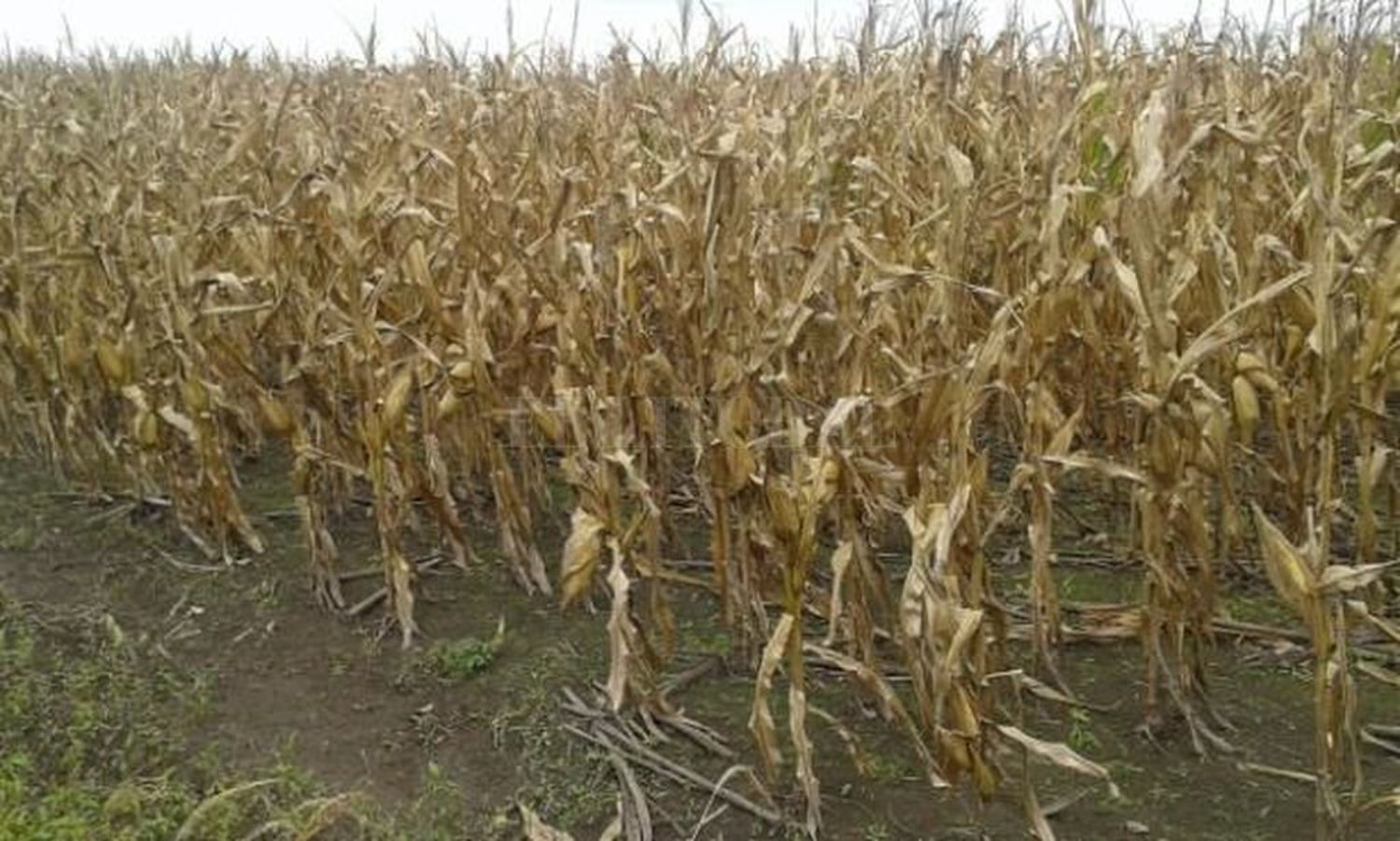 Con la siembra de los primeros lotes de girasol, arrancó la gruesa en el norte provincial