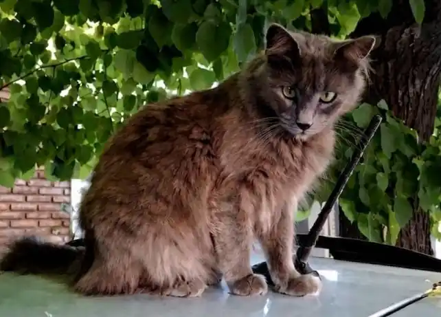 Buscan a la gatita Ceniza