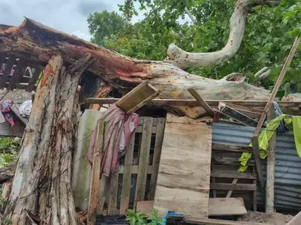Una vivienda de la zona sur fue destruida cuando un árbol le cayó sobre el techo