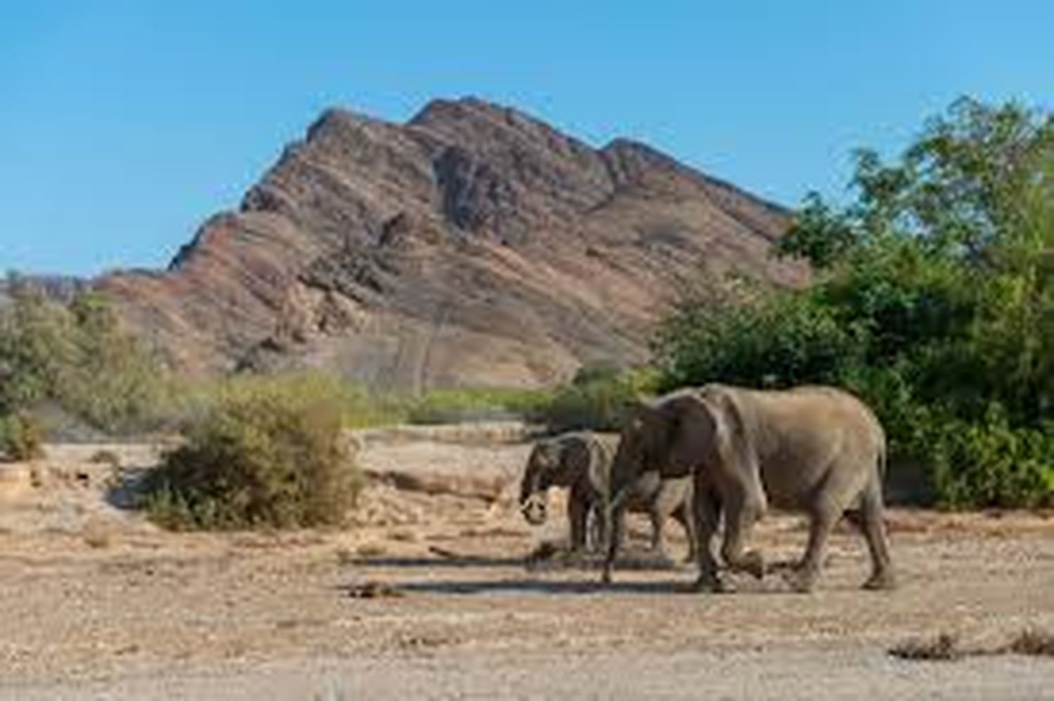 African elephants in the Hoanib River Valley in Namibia are seen here in 2019