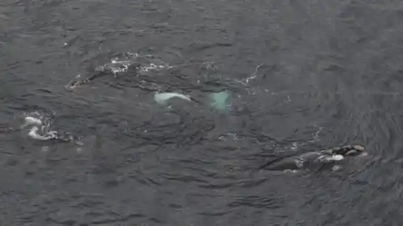 INTENTARON TODO PARA SALVARLA: sacrifican una joven ballena perdida en el río Támesis