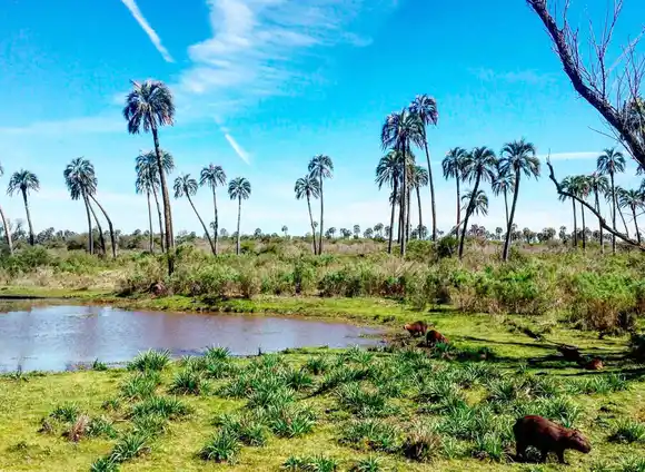Guardaparques hallaron restos óseos humanos en el Parque Nacional El Palmar