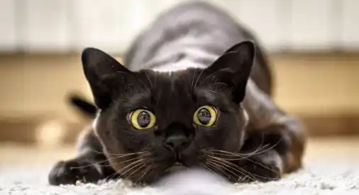 ¿Sabías que tu gato puede reconocer los nombres de las personas y otras mascotas?