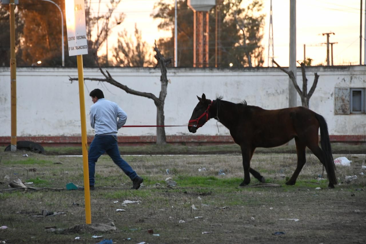 caballos