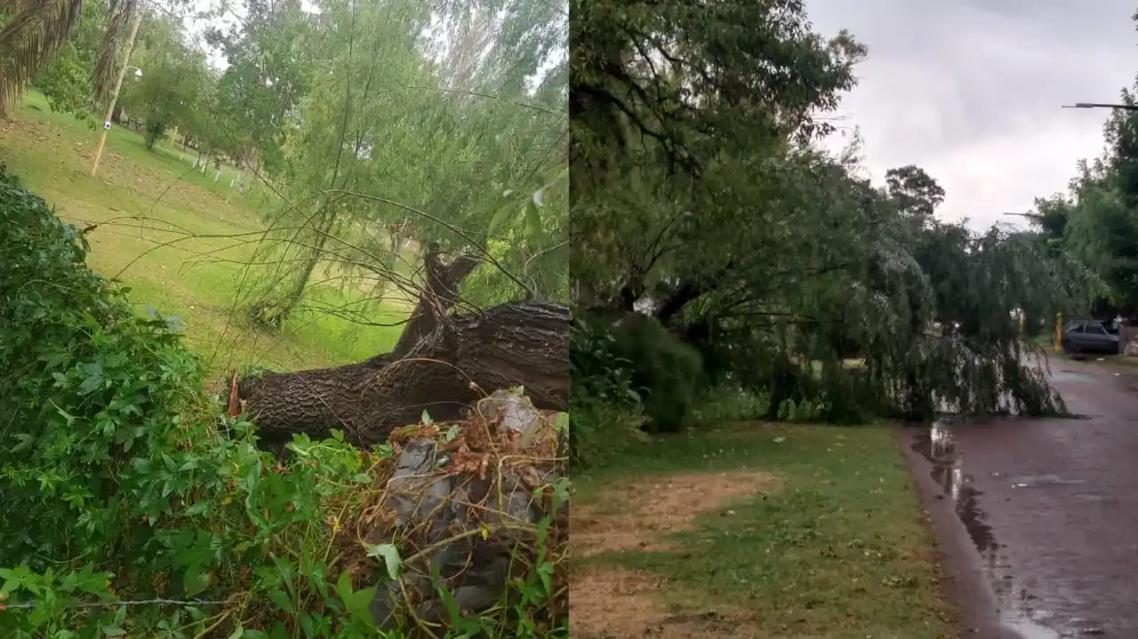 Árbol caído en el Camping Las Canaletas