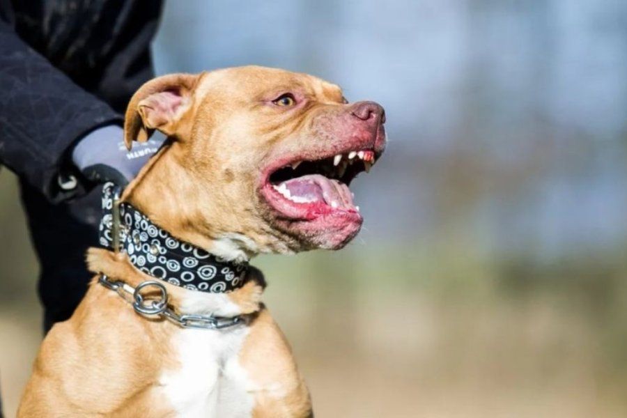 VIDEO | Apuñaló al pitbull que atacó y mordió el cuello de su hijo