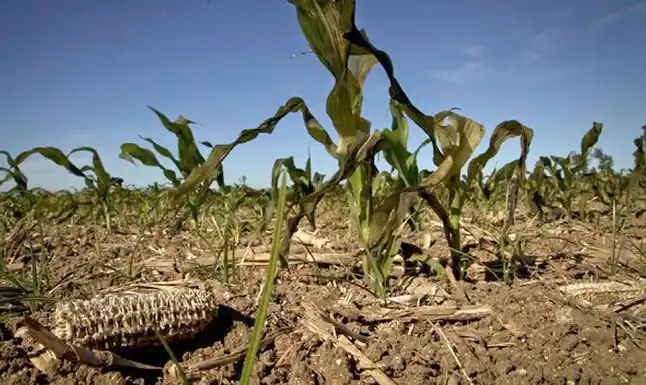El gobernador Bordet declarará la emergencia agropecuaria en Entre Ríos