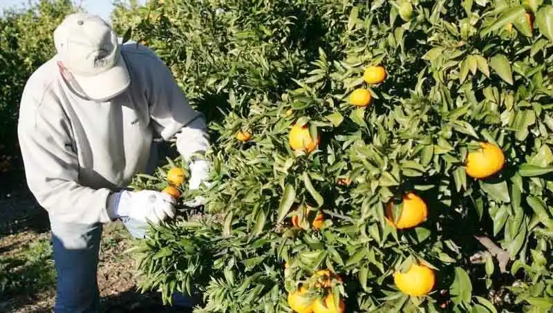 Se suma un nuevo lugar de inscripción al programa intercosecha 2024/2025