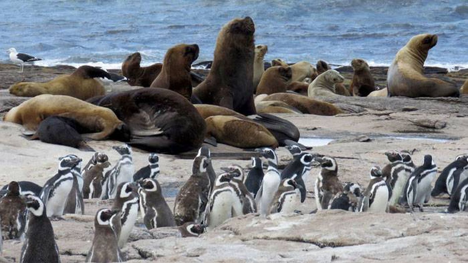 Islote Lobos se convirtió  en el Parque Nacional  número 40 de Argentina