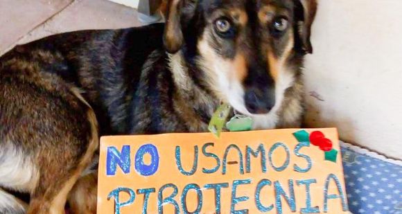 Pirotecnia cero: "No les importa que esté prohibido, no tienen vergüenza"