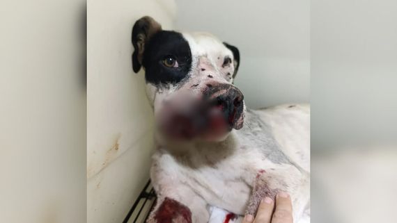 Brutal ataque a un perro en Tandil: lo encontraron con múltiples perdigones en el rostro