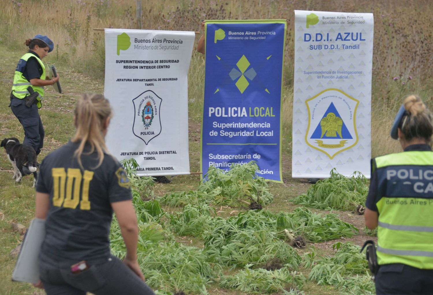 ¿Qué se hace con las plantas de marihuana incautadas?